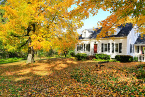 fall season with leaves all over the ground