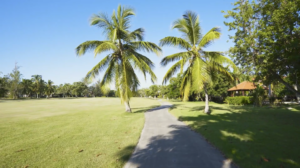 palm trees and grass in the sun
